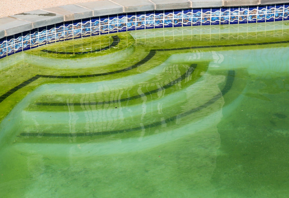 How to Get Rid of Yellow Algae ePoolSupply