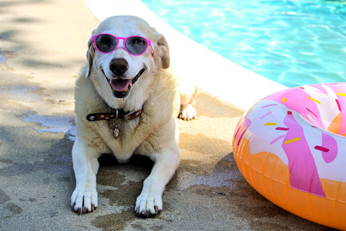 Swimming With Your Pets: Things to Know & The Benefits